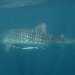 small-whale-shark.jpg