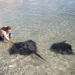 steve-with-stingrays.jpg