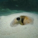 stingray-in-sand.jpg