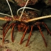 wa-rock-lobster-at-rottnest.jpg