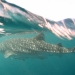 whale-shark-and-surfece.jpg