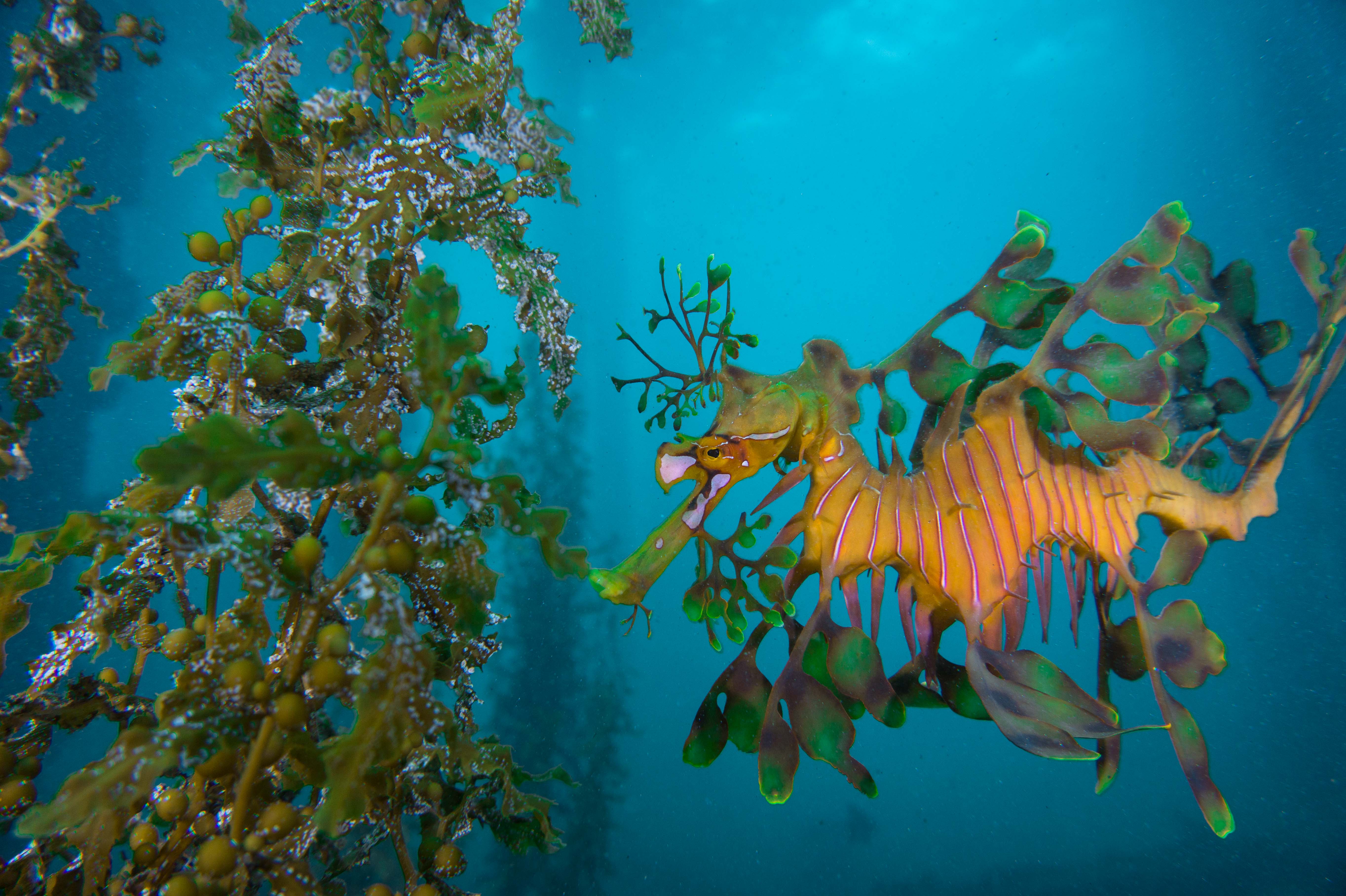 South Australia: Cuddling cuttlefish, playful puppies, gigantic great ...