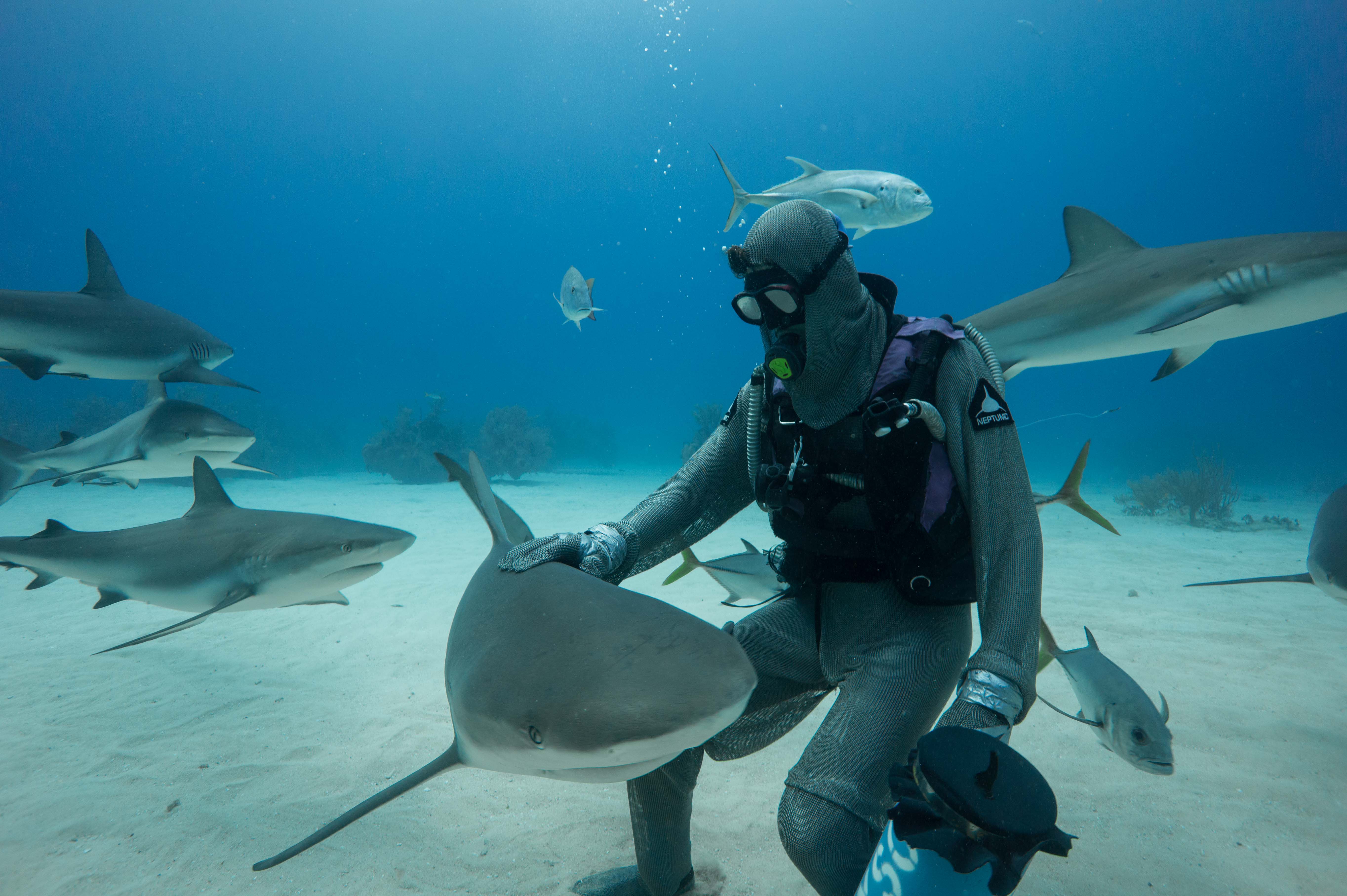 shark hula dancer